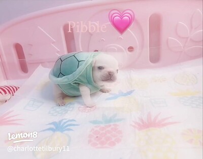 french bulldog puppy pibble