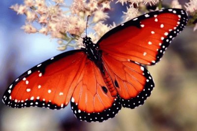 Butterfly/Papillon/Mariposa