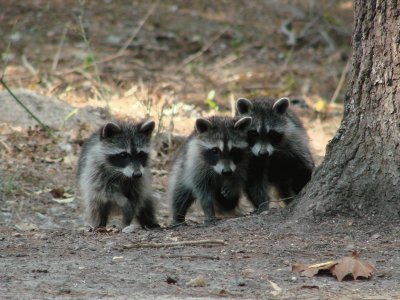 Three Little Amigos