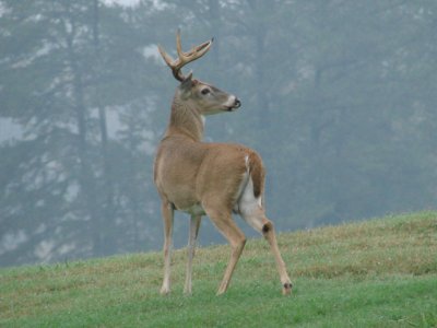 Beautiful Buck