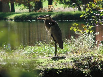 Heron