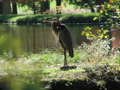 Heron jigsaw puzzle