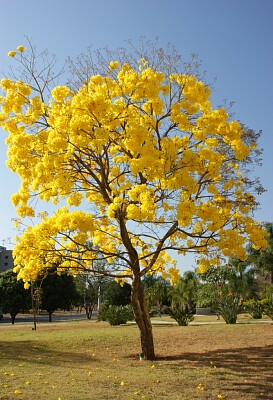 Ipê-amarelo