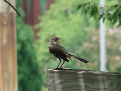 פאזל של Mocking Bird