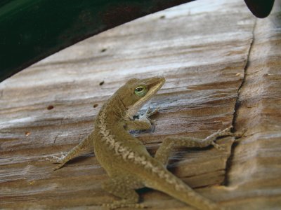 Lizard