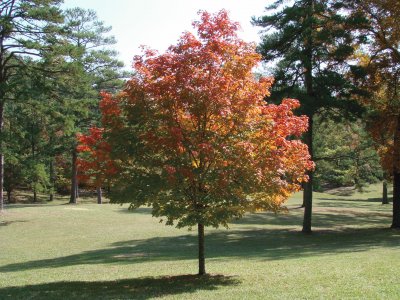 Fall Colors jigsaw puzzle