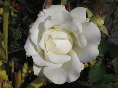 פאזל של white rose