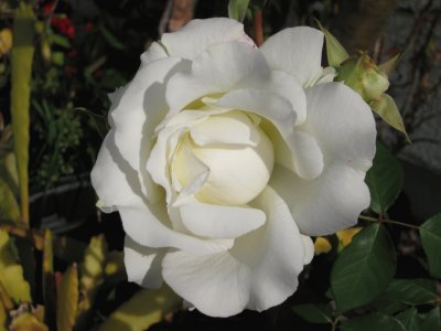 white rose