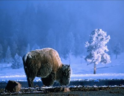 Yellowstone Bison