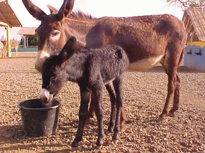 Donkey Sanctuary Bonaire jigsaw puzzle