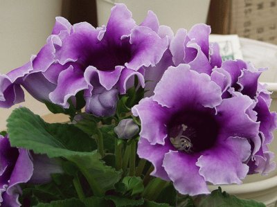 Purple Ruffle Flowers