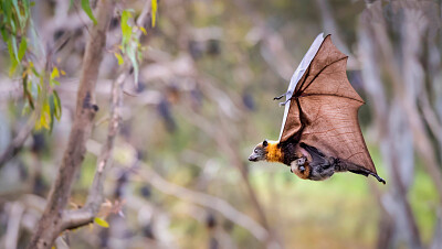 Murcielago con su cria