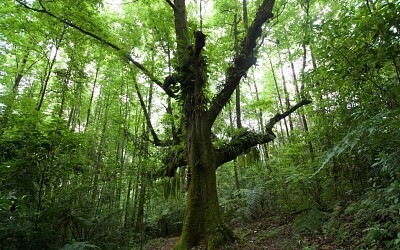 bosque mesofilo de montaña