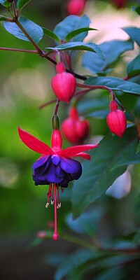 fiori