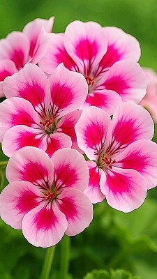 fiori
