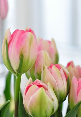 fiori