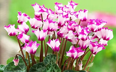 fiori