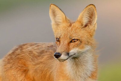 fox