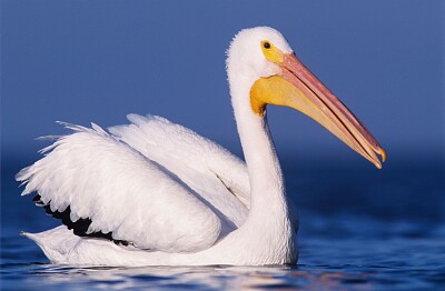 pelican