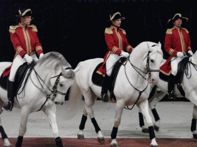 Lipizzaner Stallions