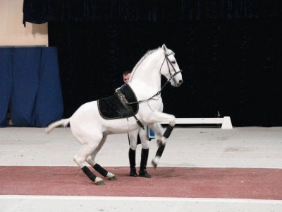 Lipizzaner Stallion