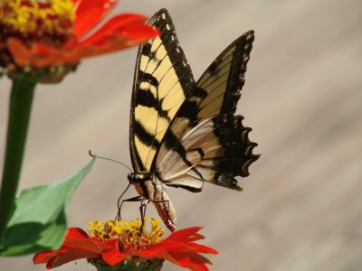 Tiger Swallowtail on Red