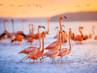 flamingoes