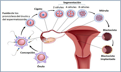 ciclo ovarico