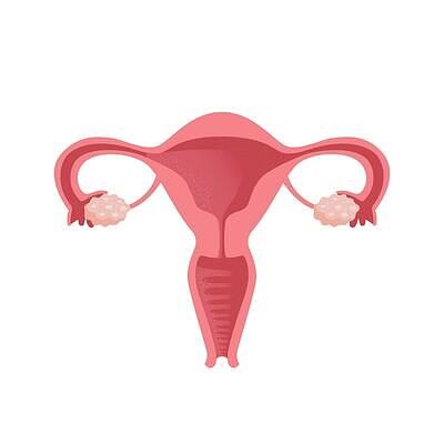 APARATO  FEMENINO