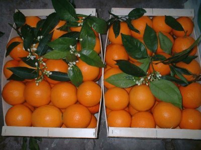 Fresh Valencia Oranges-Valencia jigsaw puzzle