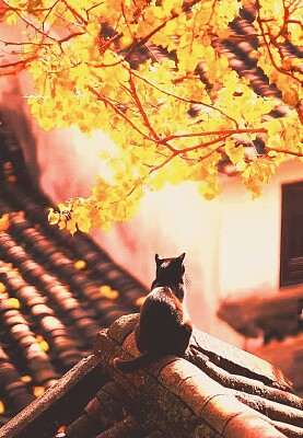 gato