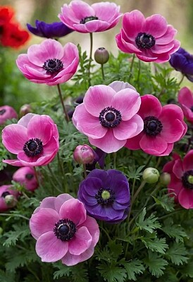 fiori