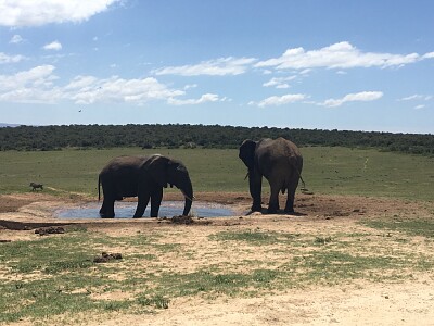 Addo Elephant Park, South Africa