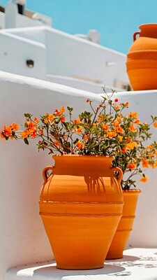 flores