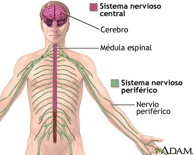 SISTEMA NERVIOSO