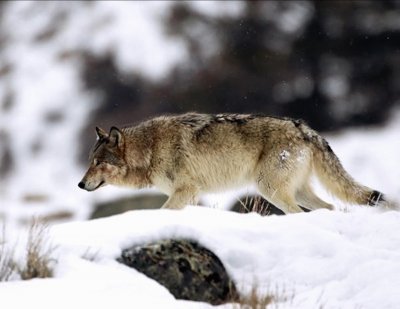 Yellowstone Grey Wolf