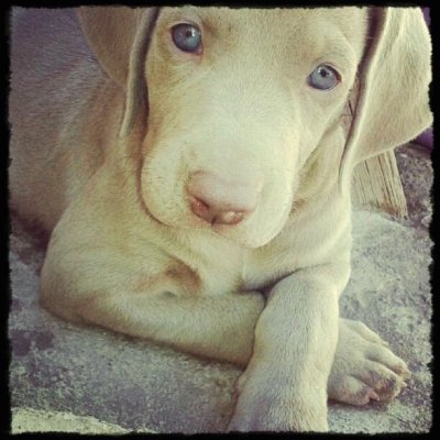 weimaraner jigsaw puzzle