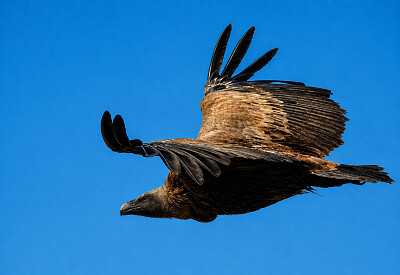 Buitre leonado / Gyps fulvus