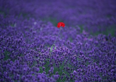 Lavanda amb rosella