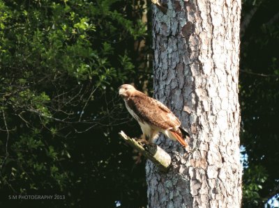 Hawk jigsaw puzzle