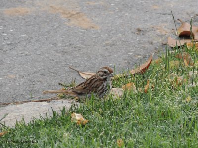 Fearless Sparrow