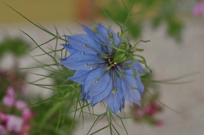 Nigella jigsaw puzzle