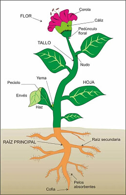 La planta