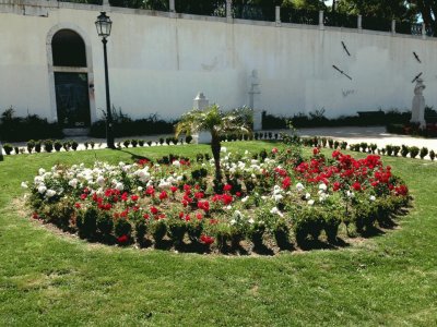 flores rojas