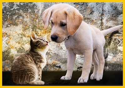 Chien et chat