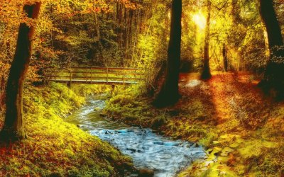 Bosque jigsaw puzzle