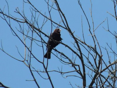 Cowbird