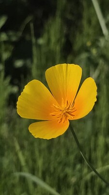 FIORE GIALLO