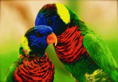 פאזל של AVES HERMOSAS