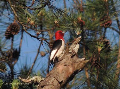 Woodpecker jigsaw puzzle